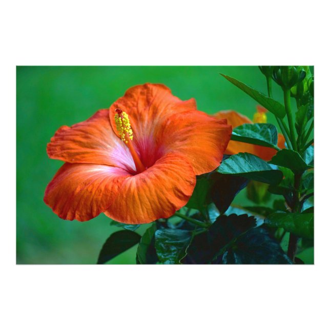 Orange You Superbe Poster (Devant)