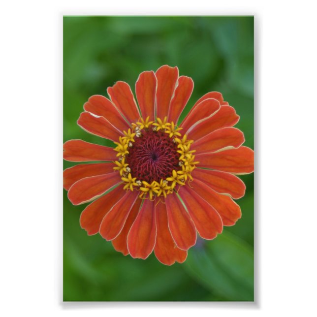 Orange Zinna Blume blühen Blumenfotografie Fotodruck (Vorne)