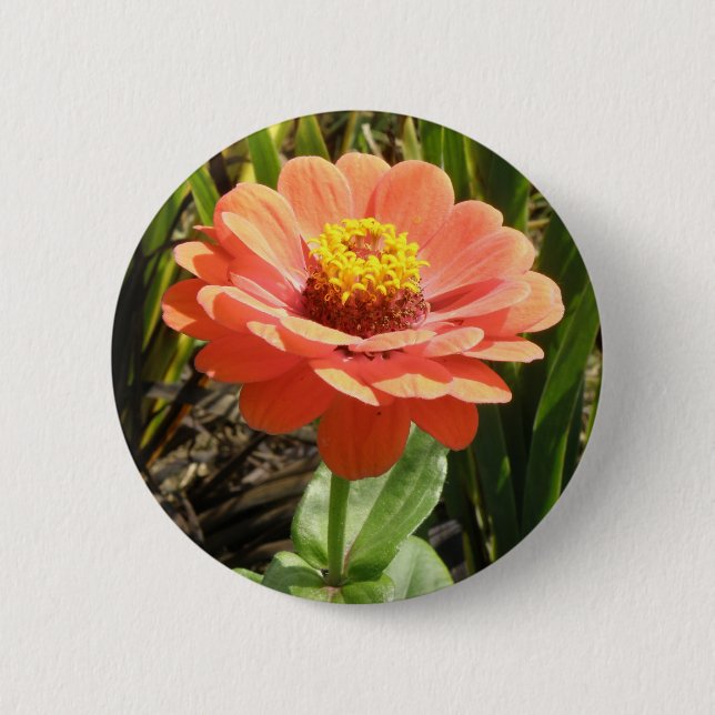 Orange Zinnia Blume Button (Vorderseite)