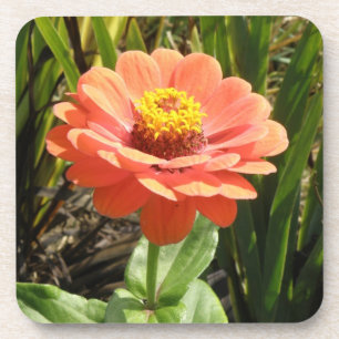 Orange Zinnia Blume Cork Untersetzer