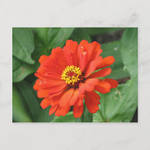 Orange Zinnia Blume Postkarte