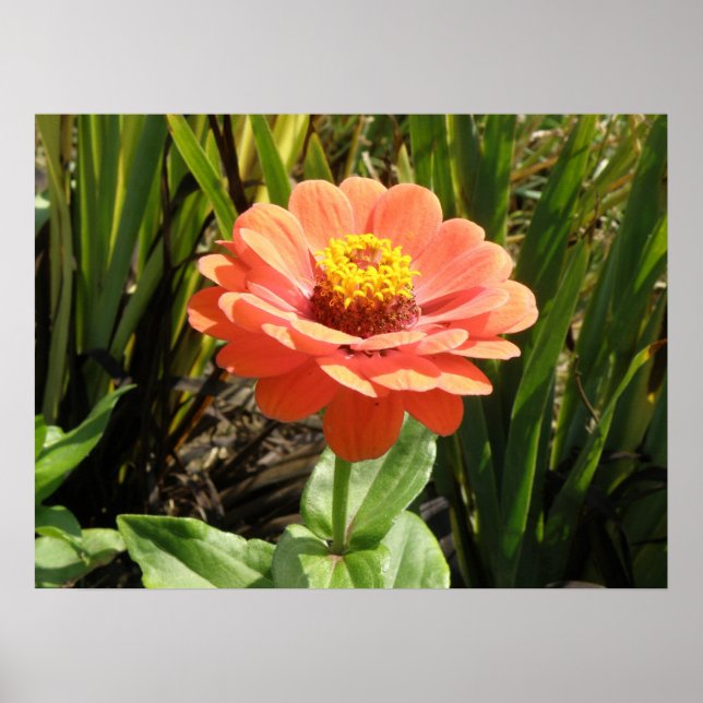 Orange Zinnia Blume Print Poster (Vorne)