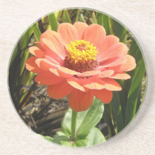 Orange Zinnia Blume Untersetzer
