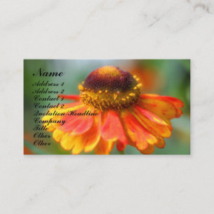 Orange Zinnia Carte de visite de la photographie d