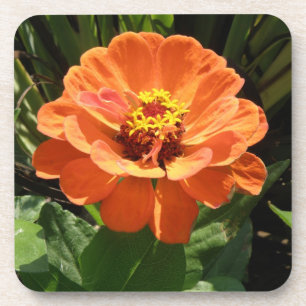 Orange Zinnia Cork Dessous de verre