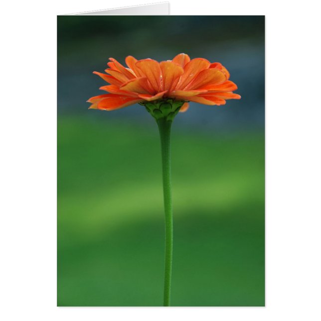 Orange Zinnia durch Entwürfe Cynthias Turner (Vorne)