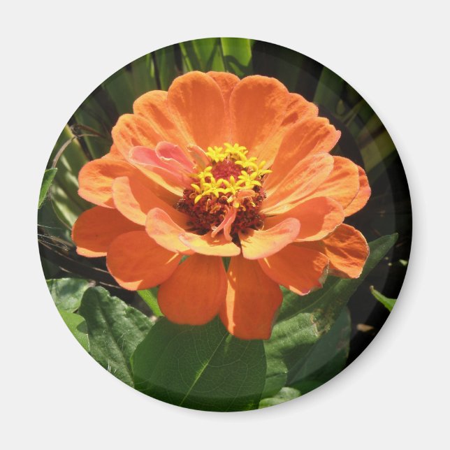 Orange Zinnia Magnet (Vorne)