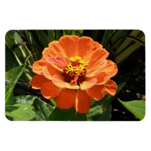 Orange Zinnia Premium Magnet