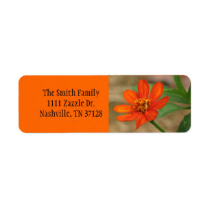 Orange Zinnia-Überfluss