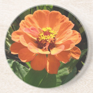 Orange Zinnia Untersetzer