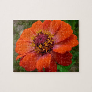 Orange Zinnia Wildblume Natur Blumen