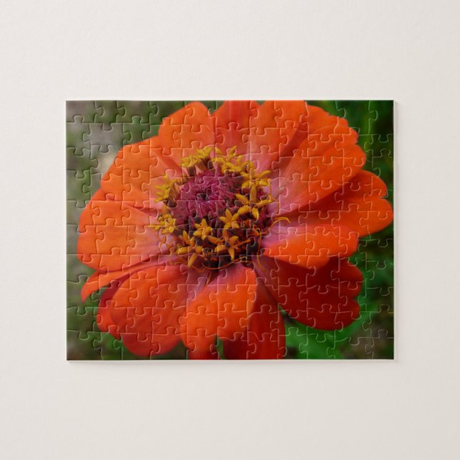 Orange Zinnia Wildblume Natur Flora (Horizontal)