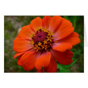 Orange Zinnia Wildblume Natur Flora