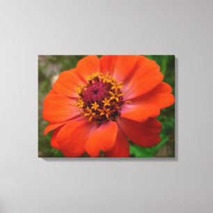 Orange Zinnia Wildblume Natur Flora Leinwanddruck