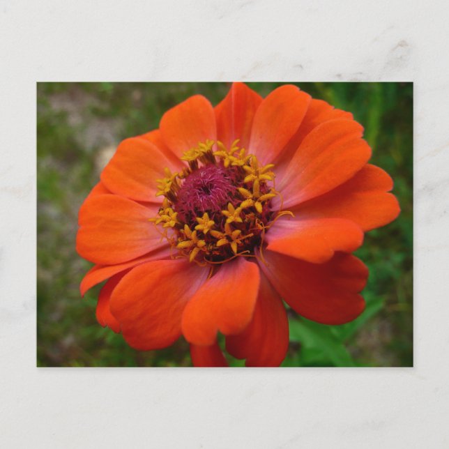 Orange Zinnia Wildblume Natur Flora Postkarte (Vorderseite)