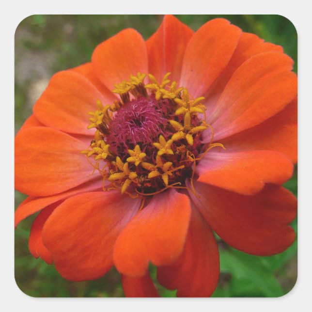 Orange Zinnia Wildblume Natur Flora Quadratischer Aufkleber (Vorderseite)
