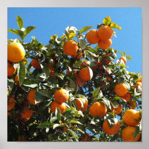 orange, Zitrone, Frucht, frisch, Scheibe, Essen, r Poster