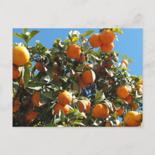 orange, Zitrone, Frucht, frisch, Scheibe, Essen, r Postkarte
