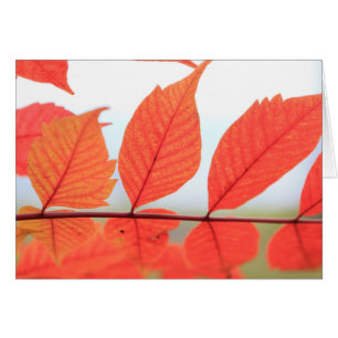 Orangefarbene Blätter im Herbst