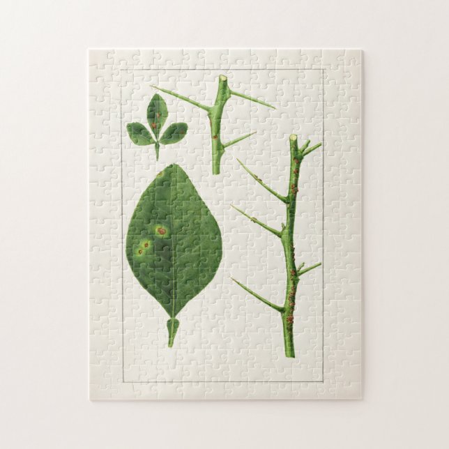 Orangefarbene Blätter (Poncirus Trifoliata) Malere (Vertikal)