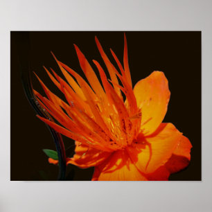Orangefarbene Blume bei Sonnenschein Poster