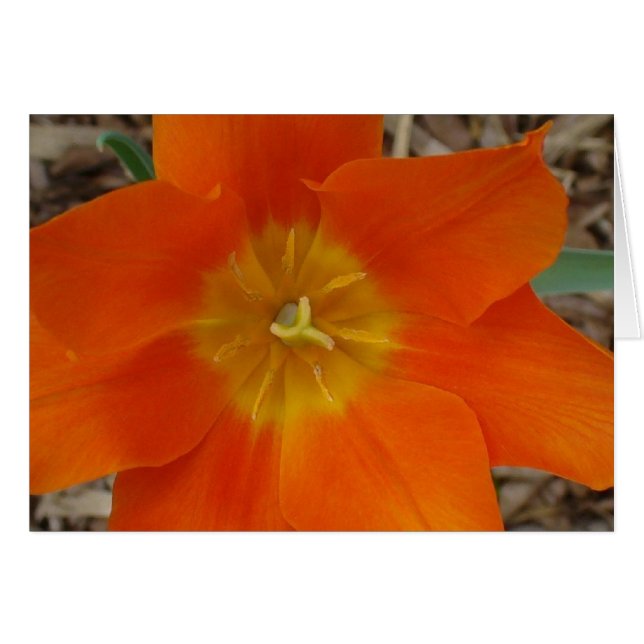 Orangefarbene Blume im Garten (Vorderseite (Horizontal))