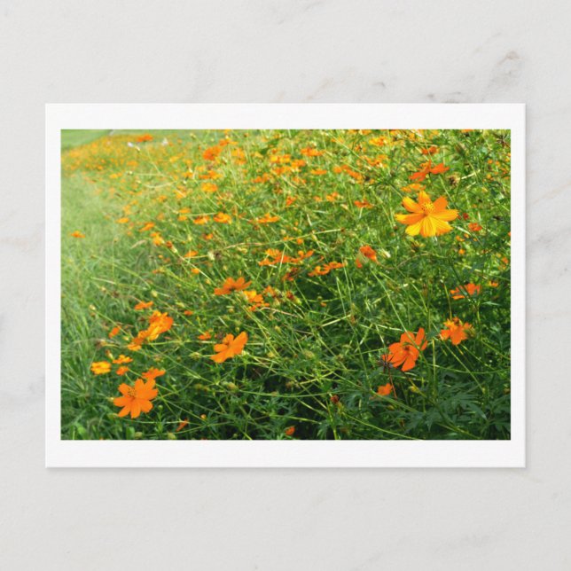 Orangefarbene Blume: Japan Postkarte (Vorderseite)