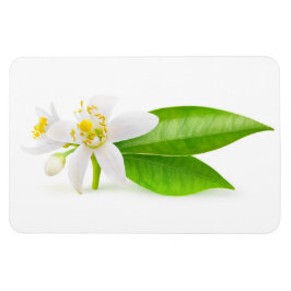 Orangefarbene Blume Magnet