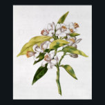 Orangefarbene Blume von "La Guirlande de de Julie" Poster<br><div class="desc">fol.71 Orange tree Blume,  von "La Guirlande de Julie",  c.1642 | von Nicolas Robert | Art Location: Private Collection | Französische Künstler | Image Collection number: XIR237397</div>