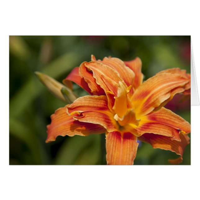 Orangefarbene Brillanz (Vorderseite (Horizontal))