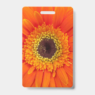 Orangefarbene Gerbera-Margerite Ausweis