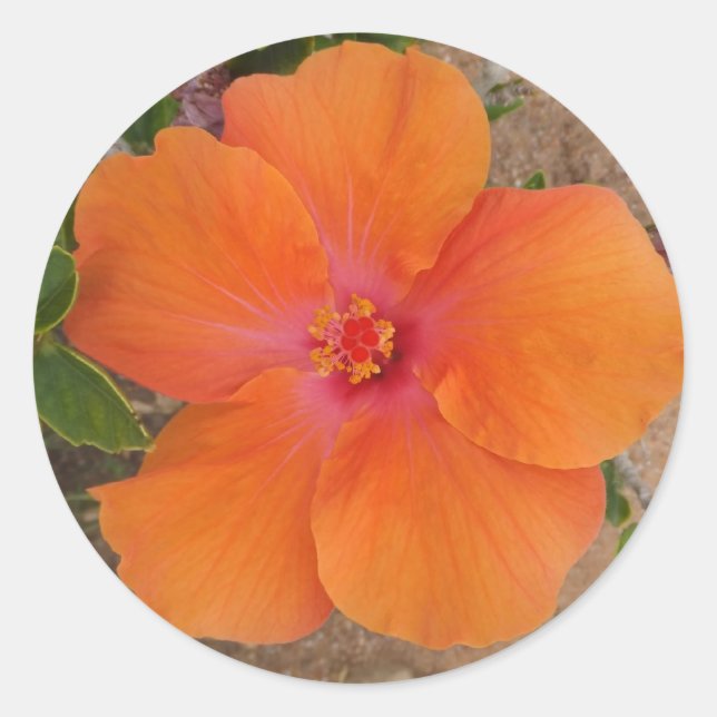 Orangefarbene Hibiskus-Aufkleber Runder Aufkleber (Vorderseite)