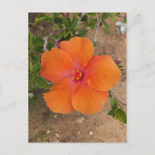 Orangefarbene Hibiskus Postkarte, anpassen Postkarte