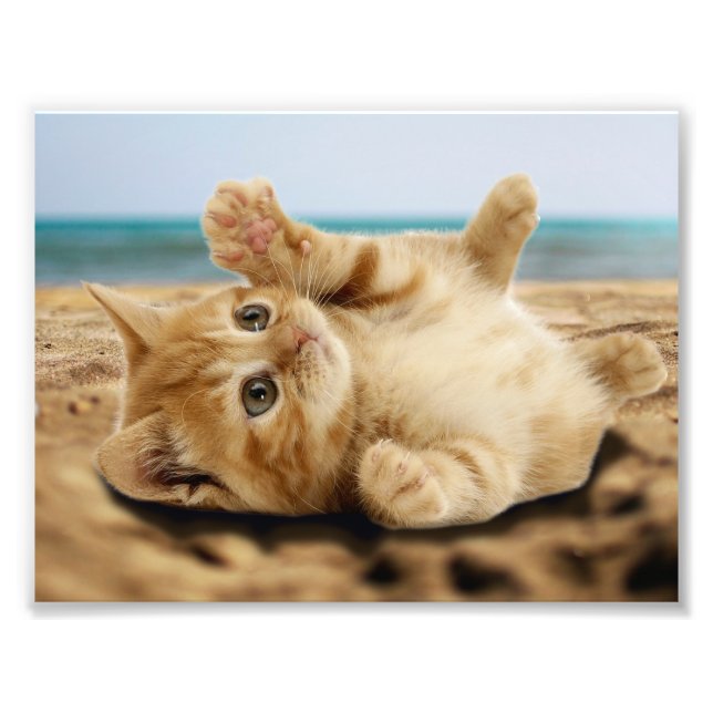 Orangefarbene Katze auf dem Sand Fotodruck (Vorne)