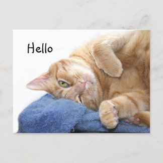 Orangefarbene Katze Postkarte