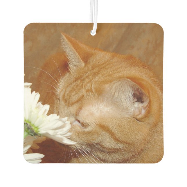 Orangefarbene Katze riecht nach den Blume Autolufterfrischer (Rückseite)