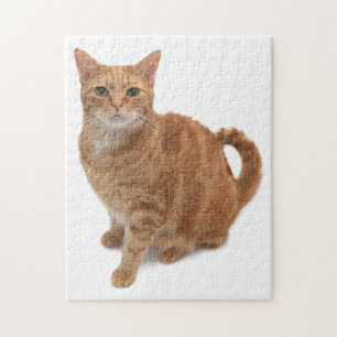 Orangefarbene Katze Stehend