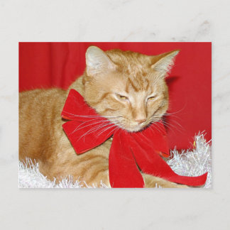 Orangefarbene Katze Weihnachten