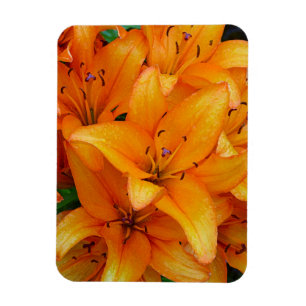 Orangefarbene Lilien-Blume Design-Magnet Magnet