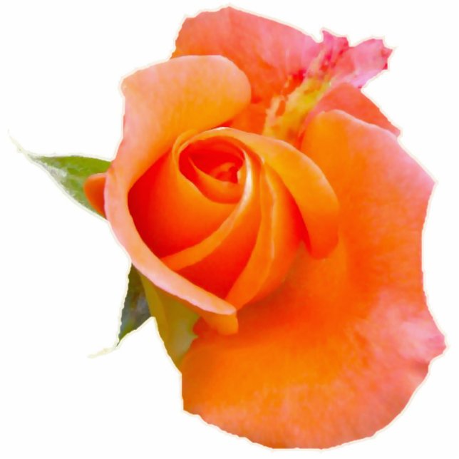 Orangefarbene Rose Fotoskulptur Ornament (Vorne)