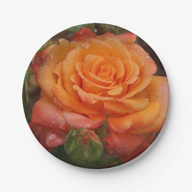Orangefarbene Rose Pappteller (Vorderseite)