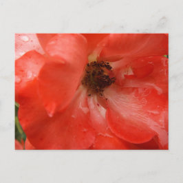 Orangefarbene Rosen-Postkarte Postkarte