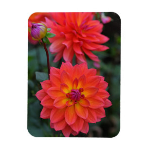 Orangefarbene, rote, gelbe Dahlische Blume Magnet