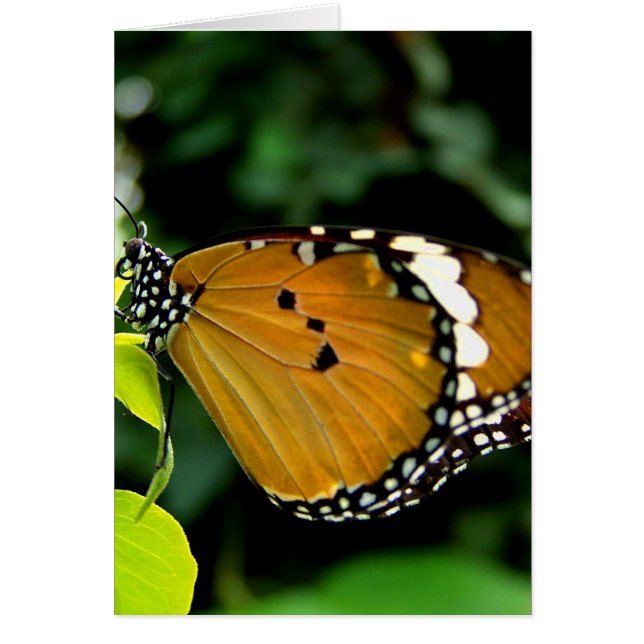 Orangefarbene, schwarze und weiße Schmetterlinge a (Vorne)