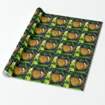 Orangefarbene, schwarze und weiße Schmetterlinge a
