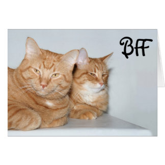 Orangefarbene Tabbies BESTE FREUNDIN