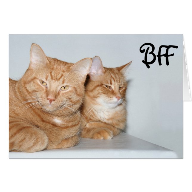 Orangefarbene Tabbies BESTE FREUNDIN (Vorderseite (Horizontal))