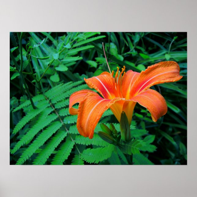 Orangefarbene tropische Blume Poster (Vorne)