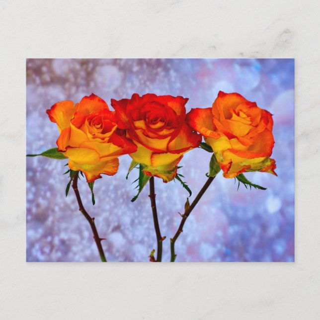 Orangefarbene und gelbe Rosen in einer Reihe von P Postkarte (Vorderseite)