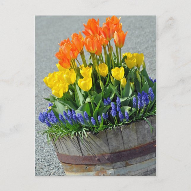 Orangefarbene und gelbe Tulpen bedrucken Postkarte (Vorderseite)